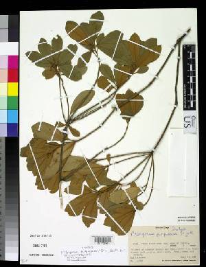  (Pittosporum purpureum - PITTS043)  @11 [ ] Copyright (2013) National Museum of Natural History, Smithsonian Institution National Museum of Natural History, Smithsonian Institution