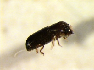  ( - 6120)  @11 [ ] CreativeCommons - Attribution Share-Alike (2025) Courtial Institut National de la Recherche Agronomique, Zoologie Forestiere