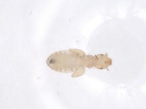  ( - CBG-B00154-H08)  @11 [ ] CreativeCommons - Attribution Share - Alike (2025) Centre for Biodiversity Genomics Centre for Biodiversity Genomics