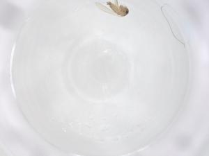  ( - CBG-B00155-A06)  @11 [ ] CreativeCommons - Attribution Share - Alike (2025) Centre for Biodiversity Genomics Centre for Biodiversity Genomics