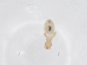  ( - CBG-B00155-C07)  @11 [ ] CreativeCommons - Attribution Share - Alike (2025) Centre for Biodiversity Genomics Centre for Biodiversity Genomics