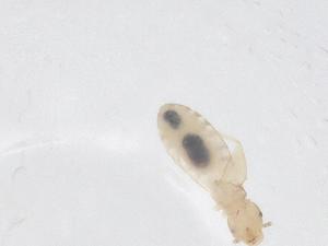  ( - CBG-B00155-D02)  @11 [ ] CreativeCommons - Attribution Share - Alike (2025) Centre for Biodiversity Genomics Centre for Biodiversity Genomics