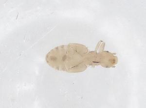  ( - CBG-B00155-F08)  @11 [ ] CreativeCommons - Attribution Share - Alike (2025) Centre for Biodiversity Genomics Centre for Biodiversity Genomics