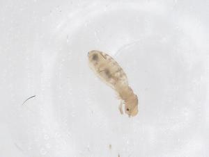  ( - CBG-B00155-F10)  @11 [ ] CreativeCommons - Attribution Share - Alike (2025) Centre for Biodiversity Genomics Centre for Biodiversity Genomics