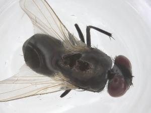  ( - CBG-B00155-H09)  @11 [ ] CreativeCommons - Attribution Share - Alike (2025) Centre for Biodiversity Genomics Centre for Biodiversity Genomics