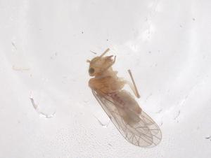  ( - CBG-B00166-A12)  @11 [ ] CreativeCommons - Attribution Share - Alike (2025) Centre for Biodiversity Genomics Centre for Biodiversity Genomics