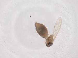  ( - CBG-B00166-B02)  @11 [ ] CreativeCommons - Attribution Share - Alike (2025) Centre for Biodiversity Genomics Centre for Biodiversity Genomics