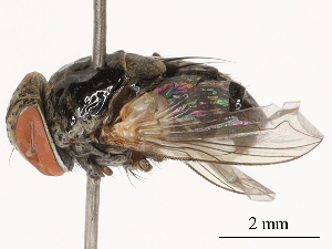  ( - CBG-B00174-F04)  @11 [ ] CreativeCommons - Attribution Share - Alike (2025) CBG Photography Group Centre for Biodiversity Genomics