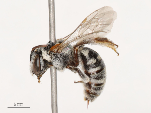  ( - CBG-B00176-A11)  @11 [ ] CreativeCommons - Attribution Share - Alike (2025) CBG Photography Group Centre for Biodiversity Genomics