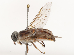  ( - CBG-B00180-D06)  @11 [ ] CreativeCommons - Attribution Share - Alike (2025) CBG Photography Group Centre for Biodiversity Genomics