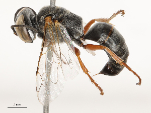  ( - CBG-B00180-E04)  @11 [ ] CreativeCommons - Attribution Share - Alike (2025) CBG Photography Group Centre for Biodiversity Genomics