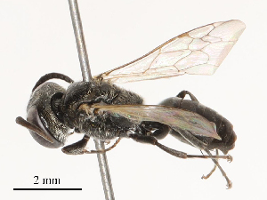  ( - CBG-B00180-H03)  @11 [ ] CreativeCommons - Attribution Share - Alike (2025) CBG Photography Group Centre for Biodiversity Genomics