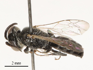  ( - CBG-B00180-H04)  @11 [ ] CreativeCommons - Attribution Share - Alike (2025) CBG Photography Group Centre for Biodiversity Genomics