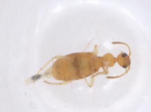  ( - CBG-B01931-B03)  @11 [ ] CreativeCommons - Attribution Share - Alike (2025) Centre for Biodiversity Genomics Centre for Biodiversity Genomics