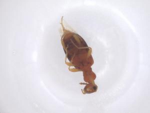  ( - CBG-B01931-D02)  @11 [ ] CreativeCommons - Attribution Share - Alike (2025) Centre for Biodiversity Genomics Centre for Biodiversity Genomics