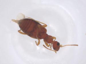  ( - CBG-B01931-D06)  @11 [ ] CreativeCommons - Attribution Share - Alike (2025) Centre for Biodiversity Genomics Centre for Biodiversity Genomics