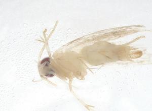  ( - CBG-B01934-C01)  @11 [ ] CreativeCommons - Attribution Share - Alike (2025) Centre for Biodiversity Genomics Centre for Biodiversity Genomics