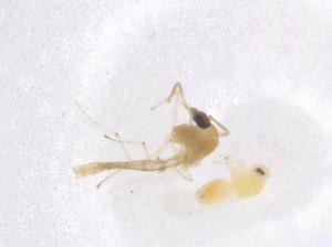  ( - CBG-B01952-G03)  @11 [ ] CreativeCommons - Attribution Share - Alike (2025) Centre for Biodiversity Genomics Centre for Biodiversity Genomics