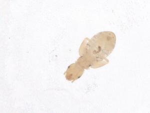  ( - CBG-B01953-A01)  @11 [ ] CreativeCommons - Attribution Share - Alike (2025) Centre for Biodiversity Genomics Centre for Biodiversity Genomics