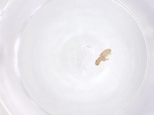  ( - CBG-B01953-A02)  @11 [ ] CreativeCommons - Attribution Share - Alike (2025) Centre for Biodiversity Genomics Centre for Biodiversity Genomics