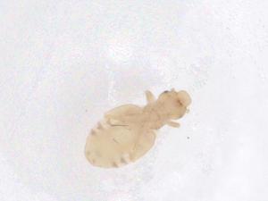  ( - CBG-B01953-A03)  @11 [ ] CreativeCommons - Attribution Share - Alike (2025) Centre for Biodiversity Genomics Centre for Biodiversity Genomics