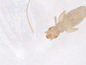  ( - CBG-B01953-A09)  @11 [ ] CreativeCommons - Attribution Share - Alike (2025) Centre for Biodiversity Genomics Centre for Biodiversity Genomics