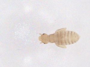  ( - CBG-B01953-A11)  @11 [ ] CreativeCommons - Attribution Share - Alike (2025) Centre for Biodiversity Genomics Centre for Biodiversity Genomics