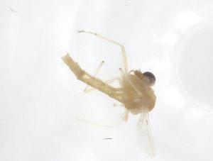  (Cryptotendipes nodus - CBG-B01959-H07)  @11 [ ] CreativeCommons - Attribution Share - Alike (2025) Centre for Biodiversity Genomics Centre for Biodiversity Genomics