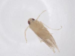  ( - CBG-B01962-A05)  @11 [ ] CreativeCommons - Attribution Share - Alike (2025) Centre for Biodiversity Genomics Centre for Biodiversity Genomics