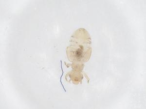  ( - CBG-B01974-F05)  @11 [ ] CreativeCommons - Attribution Share - Alike (2025) Centre for Biodiversity Genomics Centre for Biodiversity Genomics