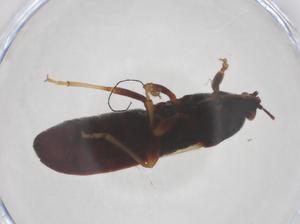  (Dimorphopterus gibbus - CBG-B02527-B04)  @11 [ ] CreativeCommons - Attribution Share - Alike (2025) Centre for Biodiversity Genomics Centre for Biodiversity Genomics