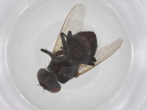  ( - CBG-B02527-B05)  @11 [ ] CreativeCommons - Attribution Share - Alike (2025) Centre for Biodiversity Genomics Centre for Biodiversity Genomics