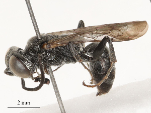  ( - CBG-B02540-G02)  @11 [ ] CreativeCommons - Attribution Share - Alike (2025) CBG Photography Group Centre for Biodiversity Genomics