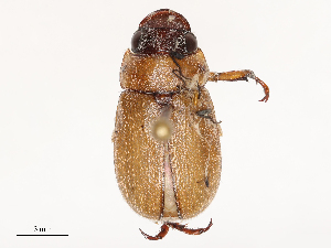  (Adoretus flavus - CBG-B04682-B08)  @11 [ ] CreativeCommons - Attribution Share - Alike (2025) CBG Photography Group Centre for Biodiversity Genomics