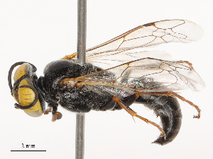  ( - CBG-B04682-E01)  @11 [ ] CreativeCommons - Attribution Share - Alike (2025) CBG Photography Group Centre for Biodiversity Genomics