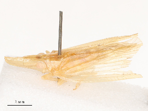  ( - CBG-B04682-E07)  @11 [ ] CreativeCommons - Attribution Share - Alike (2025) CBG Photography Group Centre for Biodiversity Genomics