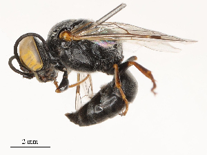  ( - CBG-B04682-G11)  @11 [ ] CreativeCommons - Attribution Share - Alike (2025) CBG Photography Group Centre for Biodiversity Genomics