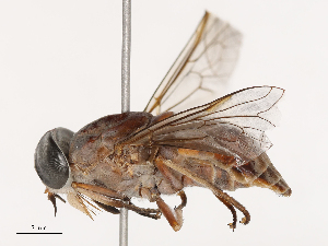  ( - CBG-B04687-A05)  @11 [ ] CreativeCommons - Attribution Share - Alike (2025) CBG Photography Group Centre for Biodiversity Genomics