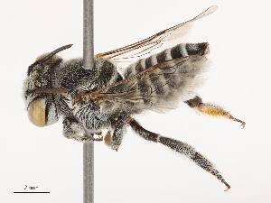  ( - CBG-B04687-B05)  @11 [ ] CreativeCommons - Attribution Share - Alike (2025) CBG Photography Group Centre for Biodiversity Genomics