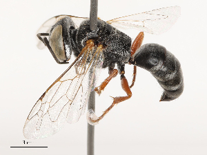  ( - CBG-B04687-C06)  @11 [ ] CreativeCommons - Attribution Share - Alike (2025) CBG Photography Group Centre for Biodiversity Genomics