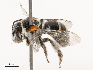  ( - CBG-B04687-E01)  @11 [ ] CreativeCommons - Attribution Share - Alike (2025) CBG Photography Group Centre for Biodiversity Genomics