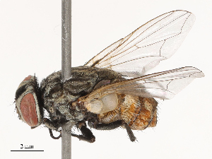  ( - CBG-B04687-E05)  @11 [ ] CreativeCommons - Attribution Share - Alike (2025) CBG Photography Group Centre for Biodiversity Genomics