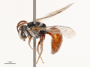  ( - CBG-B04687-F04)  @11 [ ] CreativeCommons - Attribution Share - Alike (2025) CBG Photography Group Centre for Biodiversity Genomics