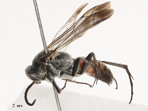  ( - CBG-B04688-B01)  @11 [ ] CreativeCommons - Attribution Share - Alike (2025) CBG Photography Group Centre for Biodiversity Genomics