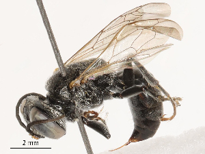  ( - CBG-B04688-B07)  @11 [ ] CreativeCommons - Attribution Share - Alike (2025) CBG Photography Group Centre for Biodiversity Genomics