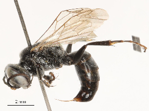  ( - CBG-B04688-E08)  @11 [ ] CreativeCommons - Attribution Share - Alike (2025) CBG Photography Group Centre for Biodiversity Genomics