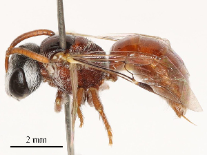 (Sphecodes pinguiculus - CBG-B04688-E11)  @11 [ ] CreativeCommons - Attribution Share - Alike (2025) CBG Photography Group Centre for Biodiversity Genomics