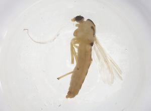  ( - CBG-B04697-A01)  @11 [ ] CreativeCommons - Attribution Share - Alike (2025) Centre for Biodiversity Genomics Centre for Biodiversity Genomics