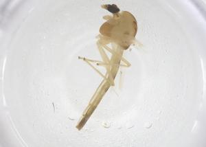  ( - CBG-B04697-B12)  @11 [ ] CreativeCommons - Attribution Share - Alike (2025) Centre for Biodiversity Genomics Centre for Biodiversity Genomics