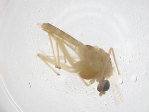  ( - CBG-B04697-C12)  @11 [ ] CreativeCommons - Attribution Share - Alike (2025) Centre for Biodiversity Genomics Centre for Biodiversity Genomics